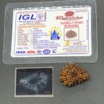 17 Mukhi Nepal Rudraksha Seventeen Face 29.02mm 3.48 Gms