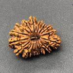 17 Mukhi Nepal Rudraksha Seventeen Face 29.02mm 3.48 Gms