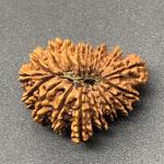 17 Mukhi Nepal Rudraksha Seventeen Face 29.02mm 3.48 Gms