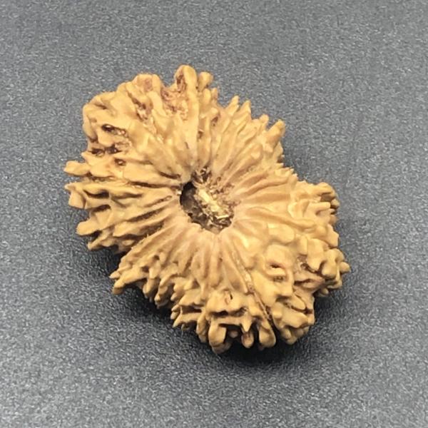 17 Mukhi Nepal Rudraksha Seventeen Face 28.40mm 3.13 Gms