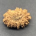 17 Mukhi Nepal Rudraksha Seventeen Face 28.40mm 3.13 Gms