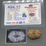 17 Mukhi Nepal Rudraksha Seventeen Face 29.77mm 4.28 Gms