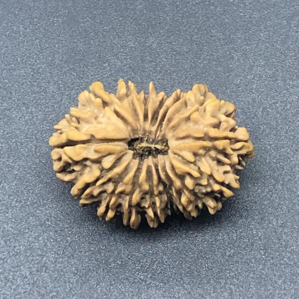 17 Mukhi Nepal Rudraksha Seventeen Face 29.77mm 4.28 Gms