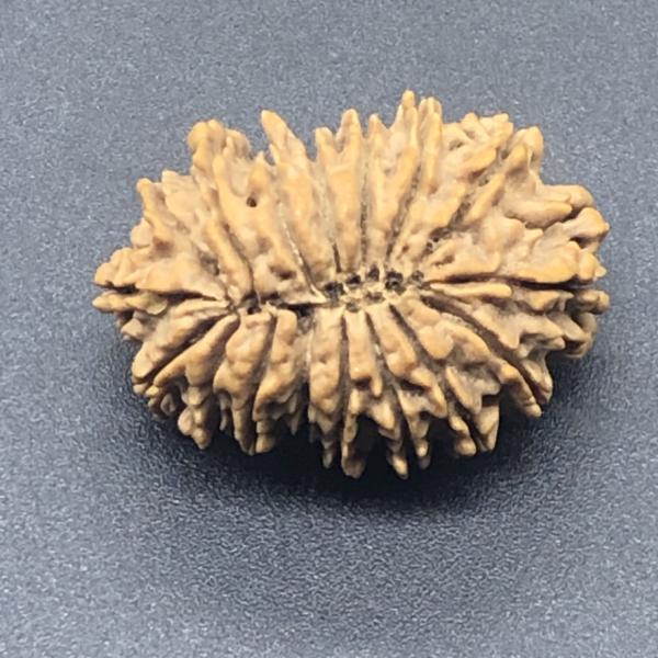 17 Mukhi Nepal Rudraksha Seventeen Face 29.77mm 4.28 Gms
