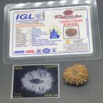 17 Mukhi Nepal Rudraksha Seventeen Face 24.46mm 3.22Gms