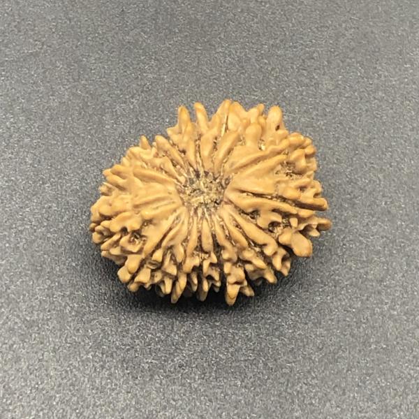 17 Mukhi Nepal Rudraksha Seventeen Face 24.46mm 3.22Gms