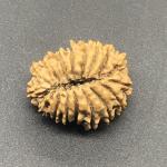17 Mukhi Nepal Rudraksha Seventeen Face 24.46mm 3.22Gms