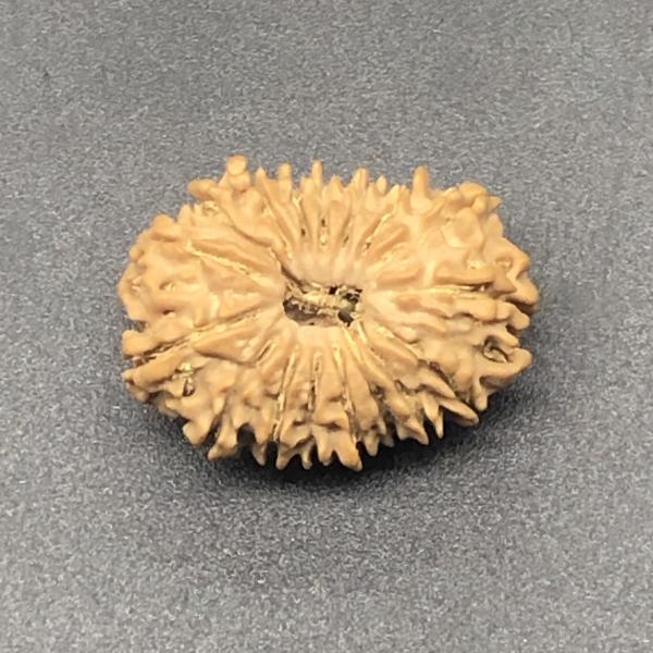 17 Mukhi Nepal Rudraksha Seventeen Face 25.52mm 3.11Gms