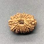 18 Mukhi Nepal Rudraksha Eighteen Face 27.72mm 4.24 GMS