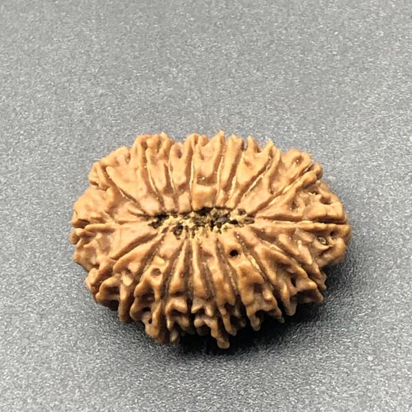 18 Mukhi Nepal Rudraksha Eighteen Face 27.72mm 4.24 GMS