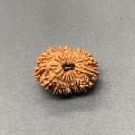 18 Mukhi Nepal Rudraksha Eighteen Face 25.25mm 2.96 GMS