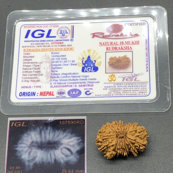 18 Mukhi Nepal Rudraksha Eighteen Face 29.64mm 4.12 GMS
