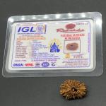 18 Mukhi Nepal Rudraksha Eighteen Face 25.45mm 2.75 GMS