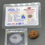 18 Mukhi Nepal Rudraksha Eighteen Face 24.20mm 3.77 GMS