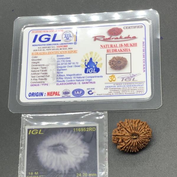 18 Mukhi Nepal Rudraksha Eighteen Face 24.20mm 3.77 GMS