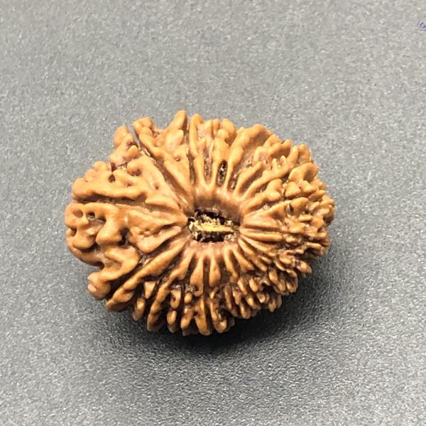 18 Mukhi Nepal Rudraksha Eighteen Face 24.20mm 3.77 GMS