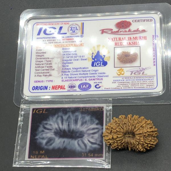 18 Mukhi Nepal Rudraksha Eighteen Face 31.54mm 4.63 GMS