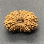 18 Mukhi Nepal Rudraksha Eighteen Face 31.54mm 4.63 GMS