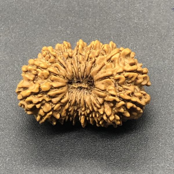 18 Mukhi Nepal Rudraksha Eighteen Face 31.54mm 4.63 GMS
