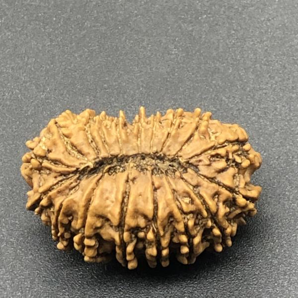18 Mukhi Nepal Rudraksha Eighteen Face 31.54mm 4.63 GMS
