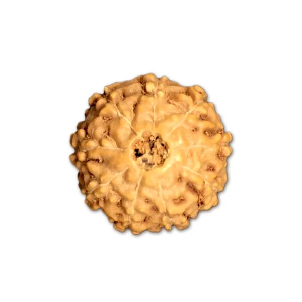 9 Mukhi Indonesian Rudraksha Medium