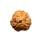 3 Mukhi Indonesian Rudraksha Small