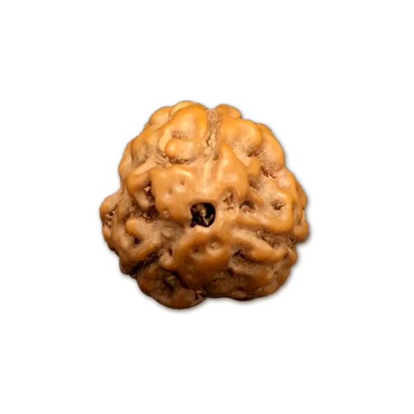 3 Mukhi Indonesian Rudraksha Small