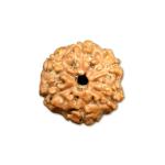 6 Mukhi Indonesian Rudraksha Big