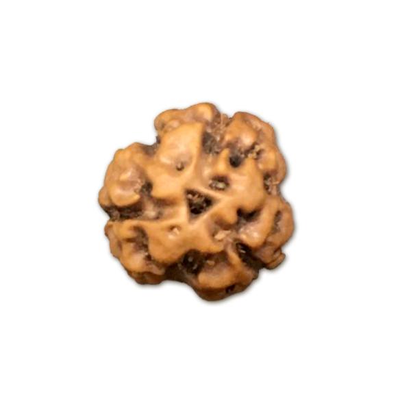 3 Mukhi Indonesian Rudraksha Big