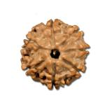 7 Mukhi Nepal Rudraksha Small(18mm-20mm)