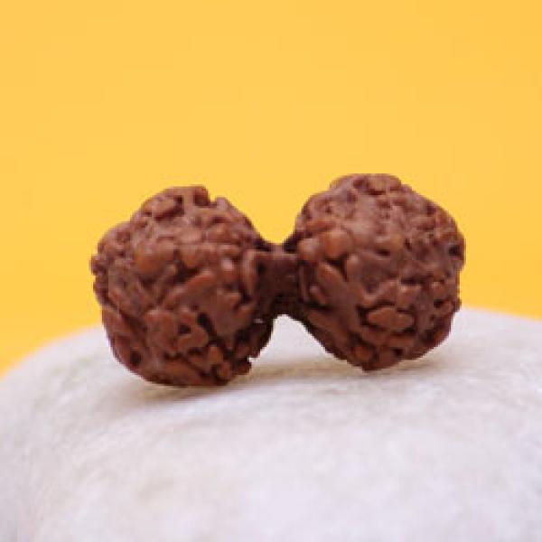 Indonesian Gaurishankar Rudraksha Medium