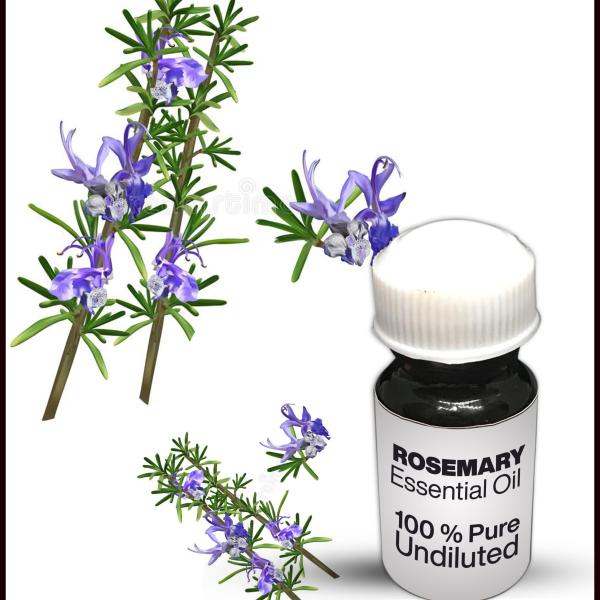 Rosemary Essential Oil