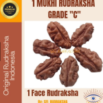 1 MUKHI RUDRAKSHA JENITRI GRADE "C" SIZE 10mm-12mm