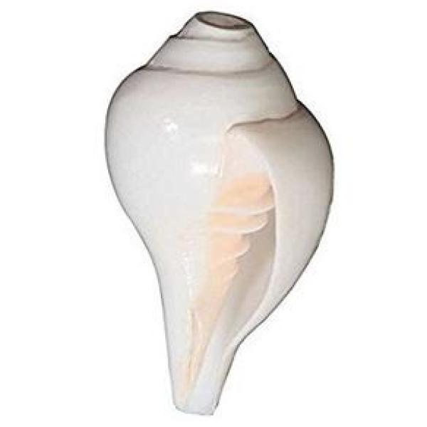 Blowing Shankh Small