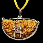 1 Mukhi Indian Rudraksha Small